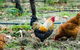 Lark Hill Biodynamic Winery - thumb 3