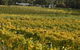Lark Hill Biodynamic Winery - thumb 2