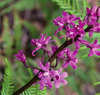 Cassinia walking track - Getaway Accommodation