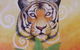FyreGallery - thumb 8