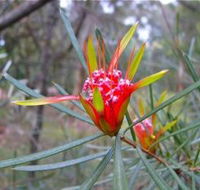 Glenbrook Native Plant Reserve and Nursery - Getaway Accommodation