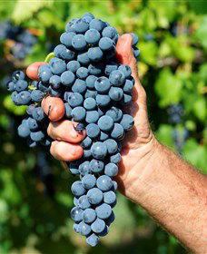 Stonehurst Cedar Creek Vineyard - Getaway Accommodation 5