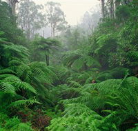 Tarra Bulga National Park - Getaway Accommodation