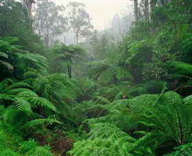 Tarra Bulga National Park - Getaway Accommodation 0