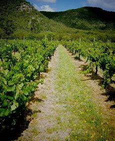 Gartelmann Wines - Getaway Accommodation 0