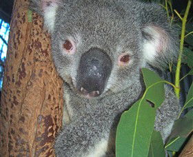 Hunter Valley Zoo - Getaway Accommodation 0