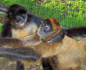 Hunter Valley Zoo - Getaway Accommodation 5