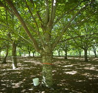 Sassafras Nuts - Getaway Accommodation
