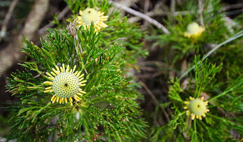 Illawarra Lookout Walking Track - Getaway Accommodation 0