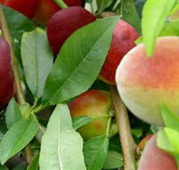 Fruit Salad Tree Company - Getaway Accommodation