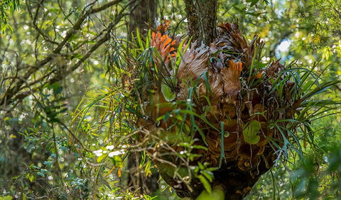 Brimbin Picnic Area - Getaway Accommodation 3