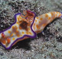 Curtain Artificial Reef Dive Site - Getaway Accommodation