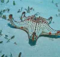 The Pines Dive Site - Getaway Accommodation