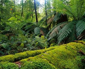 Errinundra VIC Getaway Accommodation