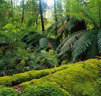 Errinundra National Park - Getaway Accommodation
