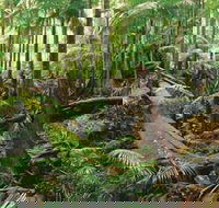 Wollumbin-Mount Warning National Park - Getaway Accommodation