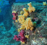 Shag Rock Dive Site - Getaway Accommodation