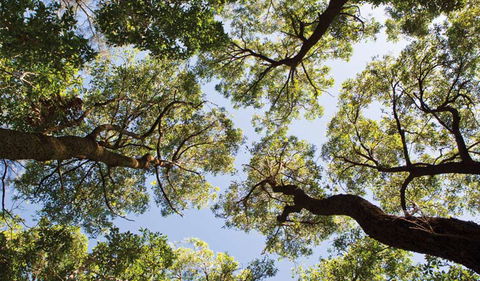 Coffs Coast Regional Park - Getaway Accommodation 2