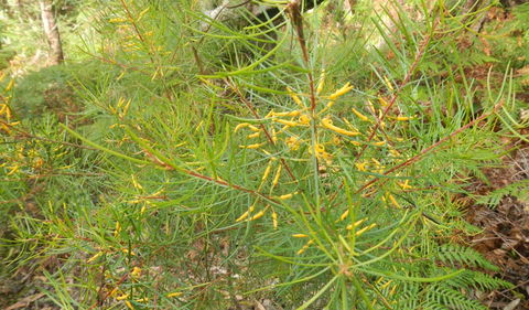 Kinchela Trig Lookout Walk - Getaway Accommodation 1