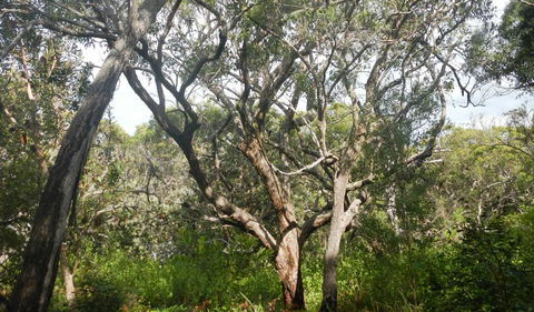 Kinchela Trig Lookout Walk - Getaway Accommodation 2
