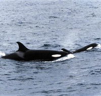 Killer Whale Trail - Getaway Accommodation