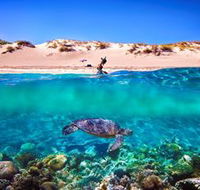 Snorkel the Ningaloo Reef - Getaway Accommodation