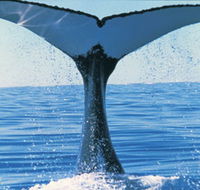 Humpback Whales - Getaway Accommodation