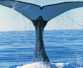 Humpback Whales - Getaway Accommodation 0
