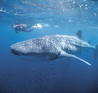 Swim with the Whale Sharks - Getaway Accommodation