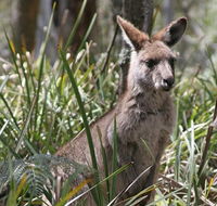 Blue Mountains Guides - Getaway Accommodation