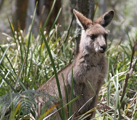 Blue Mountains Guides - Getaway Accommodation 0