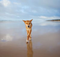 Fraser Island Adventure Tours - Getaway Accommodation