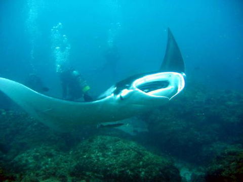 Kirra Dive “On The Tweed” - Getaway Accommodation 3