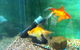 Hurley’s Aquariums - thumb 2