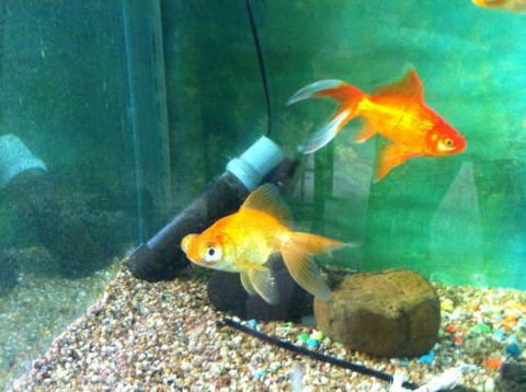 Hurley’s Aquariums - Getaway Accommodation 2