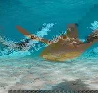 Turtle Eco Adventure Tour in Exmouth - Getaway Accommodation