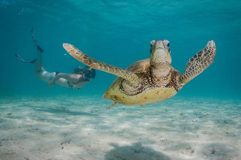 Turtle Eco Adventure Tour In Exmouth - Getaway Accommodation 0