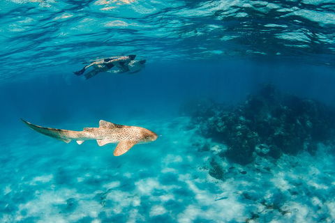 Turtle Eco Adventure Tour In Exmouth - Getaway Accommodation 5