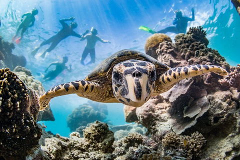 Turtle Eco Adventure Tour In Exmouth - Getaway Accommodation 2