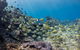 Turtle Eco Adventure Tour In Exmouth - thumb 4