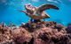 Turtle Eco Adventure Tour In Exmouth - thumb 3