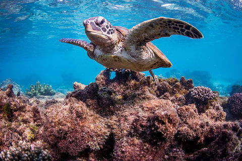 Turtle Eco Adventure Tour In Exmouth - Getaway Accommodation 3