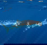 Private Whale Shark or Humpback Whale Swimming Tour - Getaway Accommodation