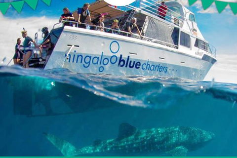 Swim With Whale Sharks- The Largest Fish In The World! - Getaway Accommodation 1
