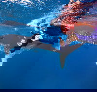Swim with Whale Sharks- the largest fish in the world - Getaway Accommodation
