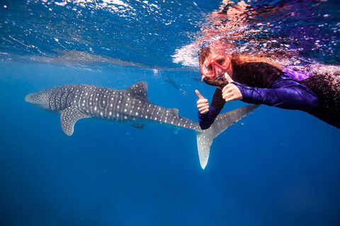 Swim With Whale Sharks- The Largest Fish In The World! - Getaway Accommodation 0