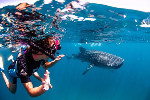 Swim With Whale Sharks- The Largest Fish In The World! - Getaway Accommodation 20