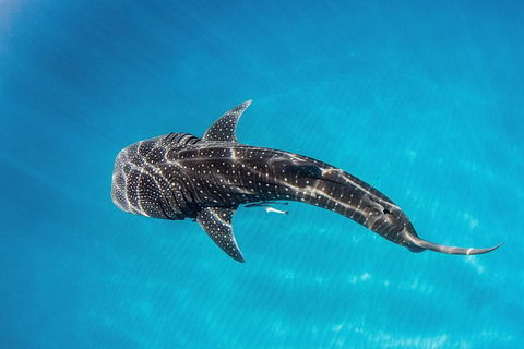 Swim With Whale Sharks- The Largest Fish In The World! - Getaway Accommodation 22