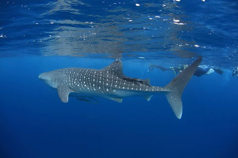 Swim With Whale Sharks- The Largest Fish In The World! - Getaway Accommodation 3