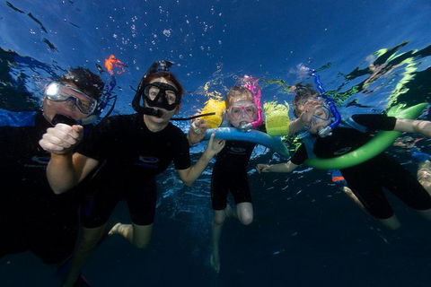 Swim With Whale Sharks- The Largest Fish In The World! - Getaway Accommodation 9
